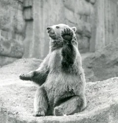 1927年9月、ロンドン動物園の前足の1つを振っている岩だらけの棚の上に座っているヒグマ