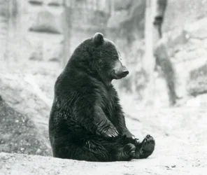 1928年6月、ロンドン動物園のマッピンテラスの岩の上に座っているヒグマ