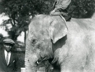 トレーナーと別の男性がいるビルマゾウ、ロンドン動物園、1926年9月