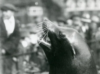 1924年10月、ロンドン動物園でのカリフォルニアアシカ