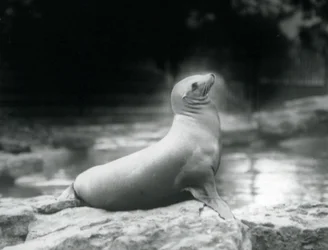 1925年9月、ロンドン動物園のプールの横にある岩の上に座っているカリフォルニアアシカ