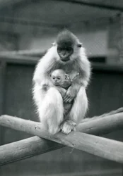 梁の上に座っている間、帽子をかぶったラングールを抱く赤ちゃん。ロンドン動物園、1913年10月6日