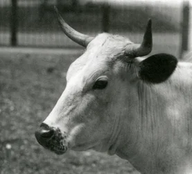 1924年7月、ロンドン動物園でのチャートレイ牛
