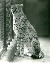 1924年10月、ロンドン動物園の囲いに座っているチーター