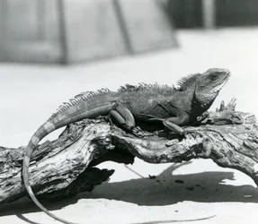 1928年、ロンドン動物園の丸太の上で休む中国/アジア/タイ/緑の水龍（モノクロ写真