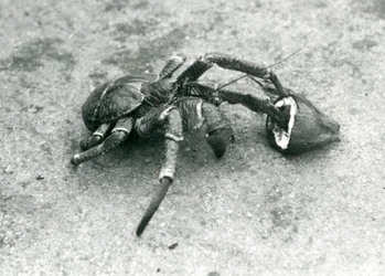 ココナッツを食べるココナッツ、または強盗クラブ、1927年7月、ロンドン動物園