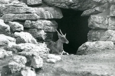 1929年、ロンドン動物園のエランド／アンテロープ・パドックの岩の間にあるシェルターの入り口で休むコモン・エランド（モノクロ写真）。