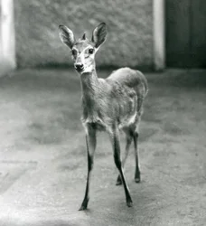 1927年8月にロンドン動物園で戴冠したサヘル西部アフリカブッシュダイカー