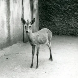 1927年8月にロンドン動物園で戴冠したサヘル西部アフリカブッシュダイカー