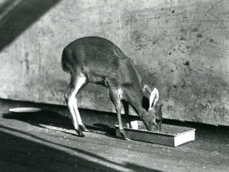 1925年7月、ロンドン動物園の地上トレイから給餌するダイカー