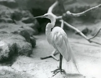 1928年6月にロンドン動物園の囲いの床に立っている、繁殖中のオオサギまたはオオアオサギ