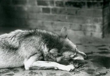 1927年にロンドン動物園で食事をするために横たわっているGreyTimberオオカミ