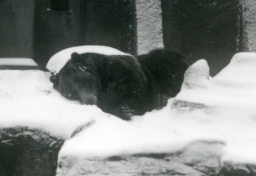 グリズリーベアが雪の中で眠っている、ロンドン動物園、1924