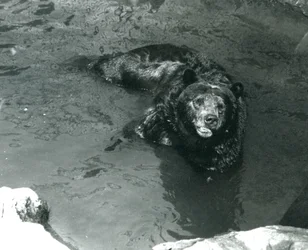 1924年にグリズリーベアがロンドン動物園のプールで入浴