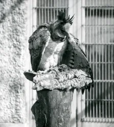 1914年4月、ロンドン動物園でのハーピーイーグル