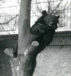 1925年にロンドン動物園の木にいるヒマラヤのヒグマイザベリンクマズーテ