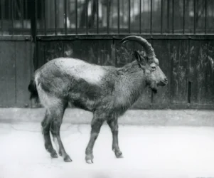 1927年にロンドン動物園に立ったヒマラヤアイベックス