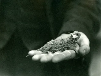 ツノトカゲは飼育員の手にかかっています、ロンドン動物園、1923年4月（bw写真）