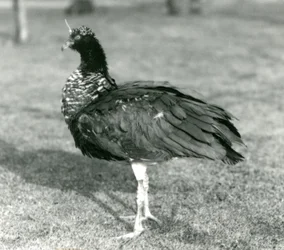 1927年9月にロンドン動物園の芝生の上に立っているツノタカ