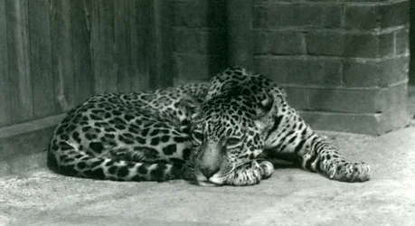 1924年6月にロンドン動物園で休んでいるジャガー