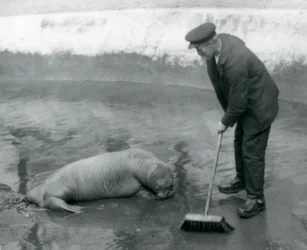キーパーが1924年8月にロンドン動物園のセイウチのプールを一掃する