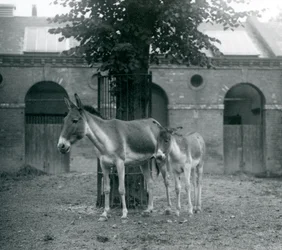 1927年8月、ロンドンの動物園のパドックのツリーの下に立っているKiangTibetan Wild AssKhyangGorkharとその子馬
