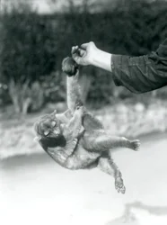 物をつかむ尾で飼育員の指からぶら下がるキンカジュー、ロンドン動物園、1925年9月
