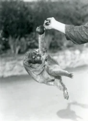 物をつかむ尾で飼育員の指からぶら下がるキンカジュー、ロンドン動物園、1925年9月