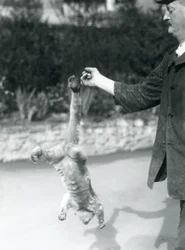 飼育員の指から物をつかめる尾で逆さまにぶら下がるキンカジュー、ロンドン動物園、1925年9月