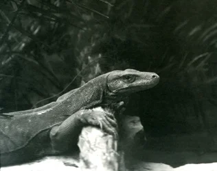 1927年6月にロンドン動物園で首を休め、ログに対抗する前腕のコモドDragonMonitor