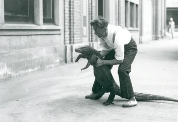 1928年8月、ロンドン動物園の飼育員が後ろ足で支えているコモドドラゴン（モノクロ写真