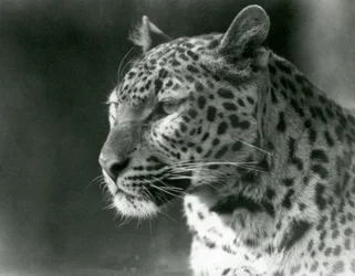 1930年、ロンドン動物園のヒョウ（モノクロ写真