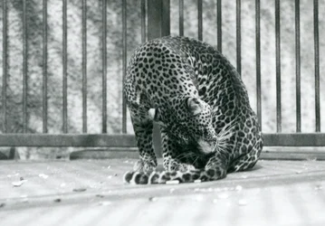 1927年にロンドンの動物園で脚を手入れしている囲いの中に座っているヒョウ