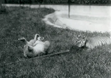 ライオンとトラの子がモップで芝生の上でプールのそばで遊ぶ、ロンドン動物園、1925年9月