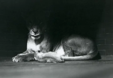 囲いの後方の影で母親と横たわるライオンの子、ロンドン動物園、1925年10月