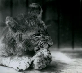 1927年にZSLロンドン動物園で給餌するライオンの子