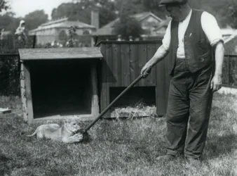1925年9月、ロンドン動物園のデンの前の芝生で、飼育係が保持しているモップで遊ぶライオンの子
