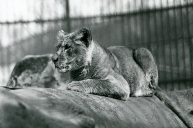 1923年7月に動物園で生まれたライオンの子、1924年7月、ロンドン動物園