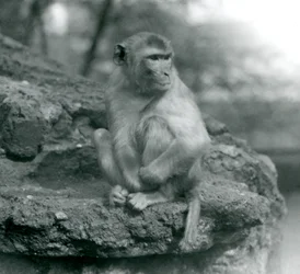 1924年にロンドン動物園の岩の上に座っているサル