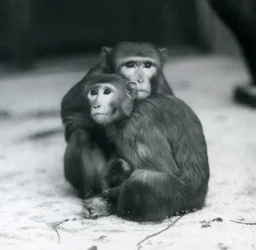 囲いの床に仲良く座るマカクとその赤ちゃん（ロンドン動物園