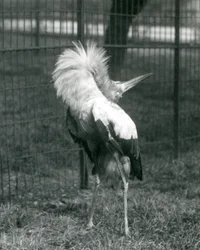 1925年7月、ロンドン動物園でアップダウンディスプレイを行うコウノトリコウノトリ