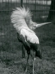 1925年7月、ロンドン動物園でアップダウンディスプレイを行うコウノトリコウノトリ