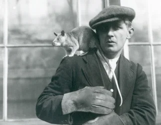 飼育員の肩に乗るマダガスカルオニネズミ、ロンドン動物園、1924年