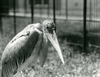 1928年9月にロンドン動物園の囲いに立っているコウノトリ