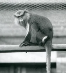 1925年9月にロンドン動物園の囲いの横棒に座っているモナモンキー