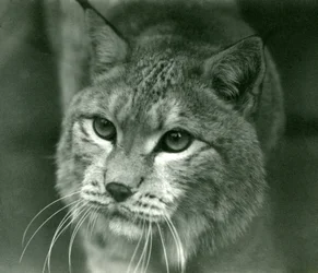 北部リンクス、ロンドン動物園、1925年2月