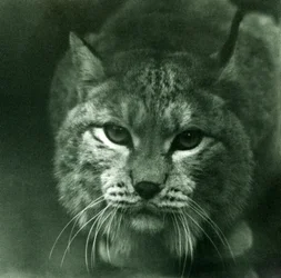 北部リンクス、ロンドン動物園、1925年2月
