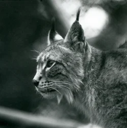 1925年7月、ロンドン動物園の北リンクス