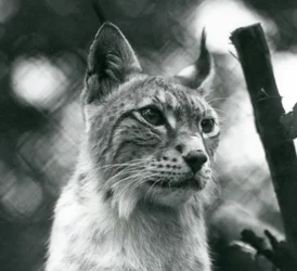 1925年7月、ロンドン動物園の北リンクス