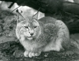 岩の上に座っている北リンクス、ロンドン動物園、1925年10月